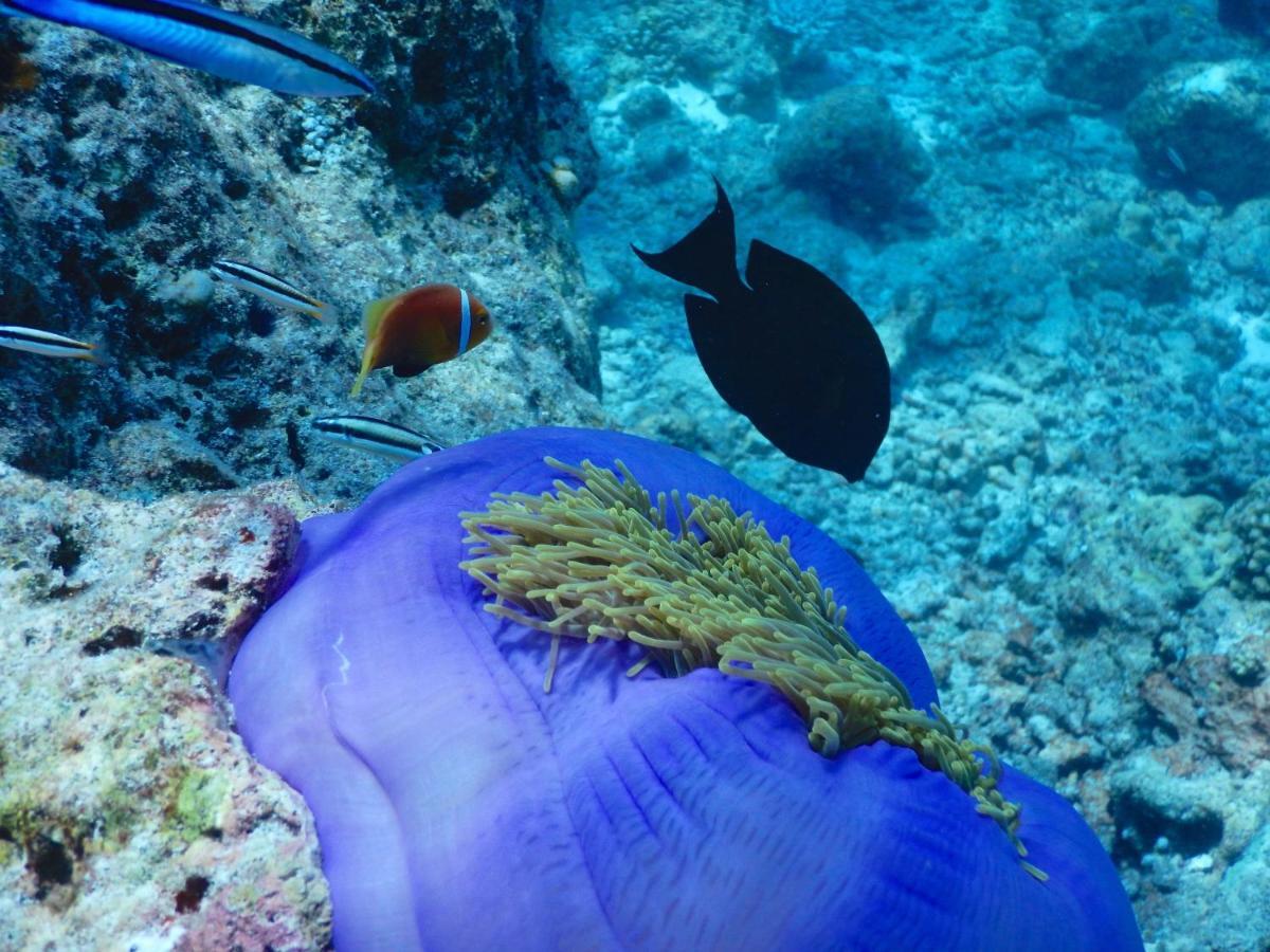 DHIGURAH BEACH Inn Bagian luar foto